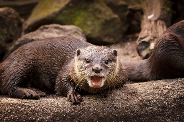 鳴いて威嚇するカワウソ